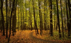 Съемка в лесу. Фотограф - Евгений Колков