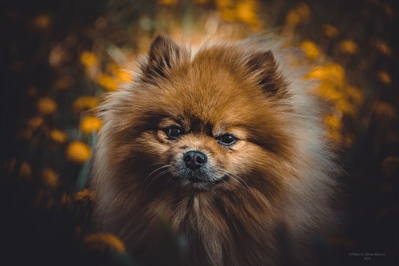 Фото Елены Басовой