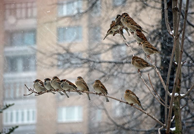 Усадьба Трубецких в Хамовниках. Фотограф - Светлана Пяткова