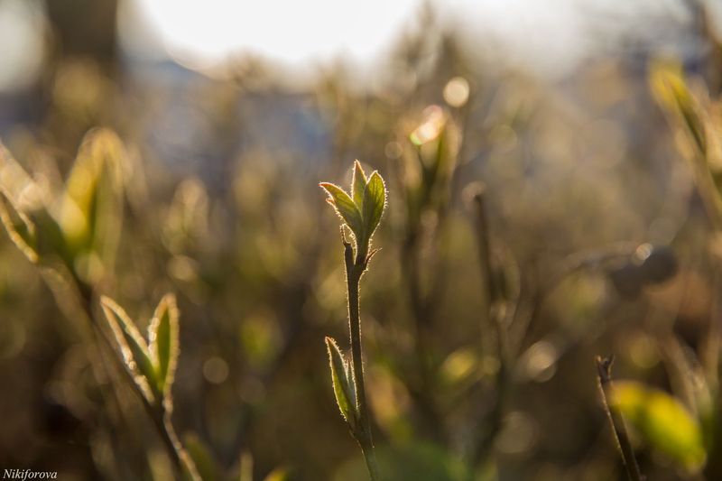 Приметы весны. Фотопрогулка OPEN FOTO. Фото: Екатерина Никифорова